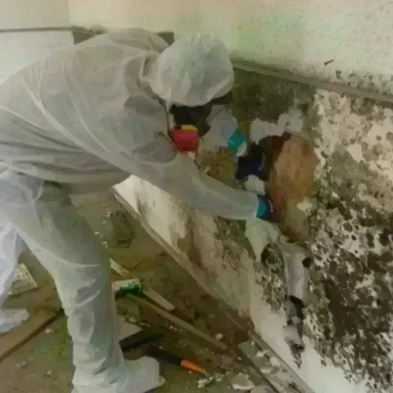 Mold Remediation and Removal in Vallejo, CA